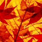 Fallen Leafs
